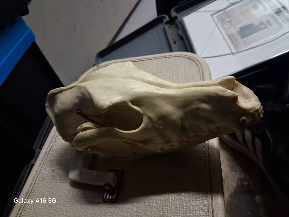 Replica coyote skull - photo 4