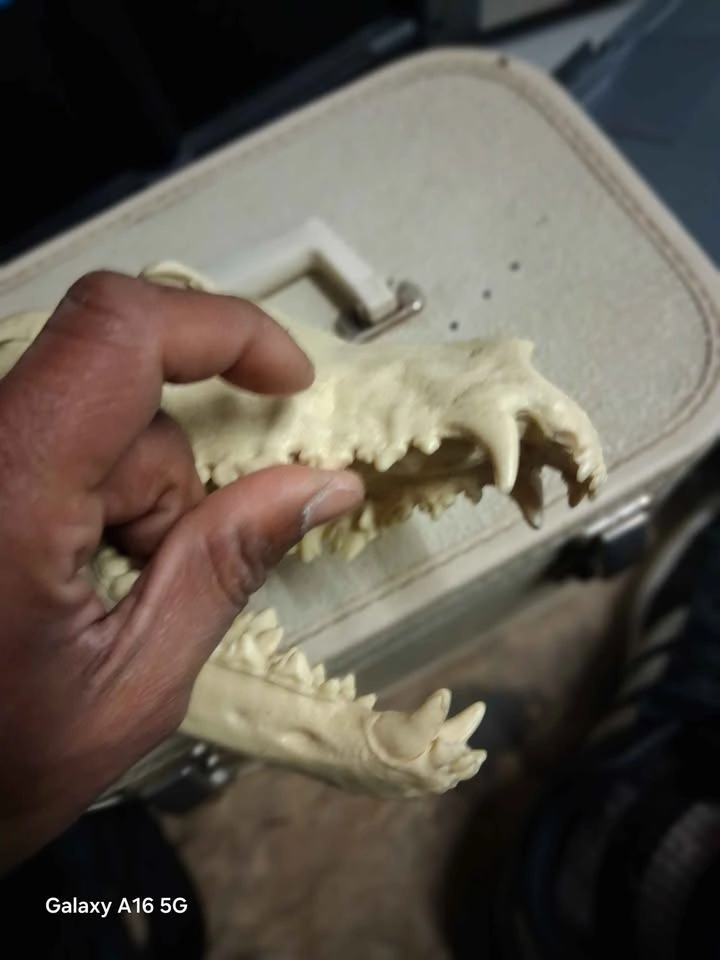 Replica coyote skull - photo 5
