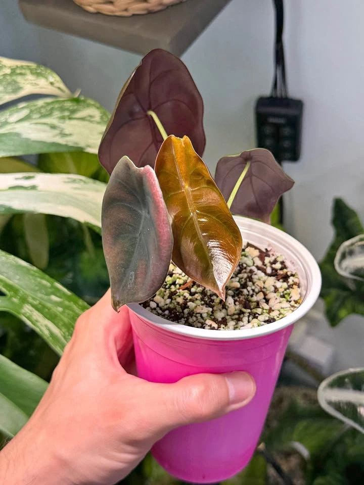 Alocasia cuprea