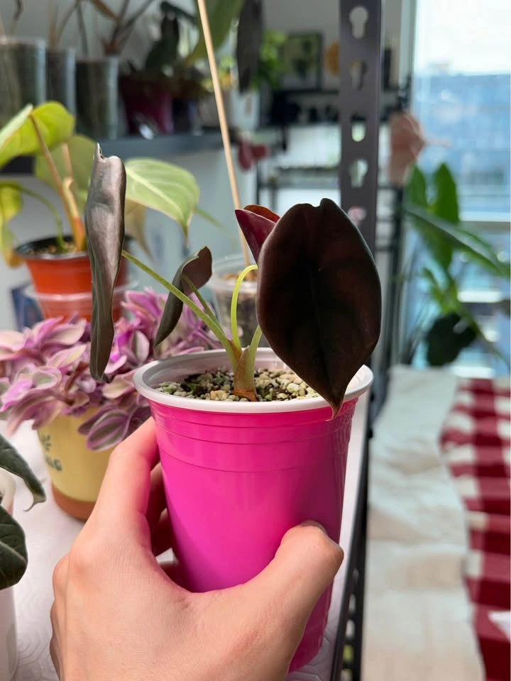 Alocasia cuprea - photo 2