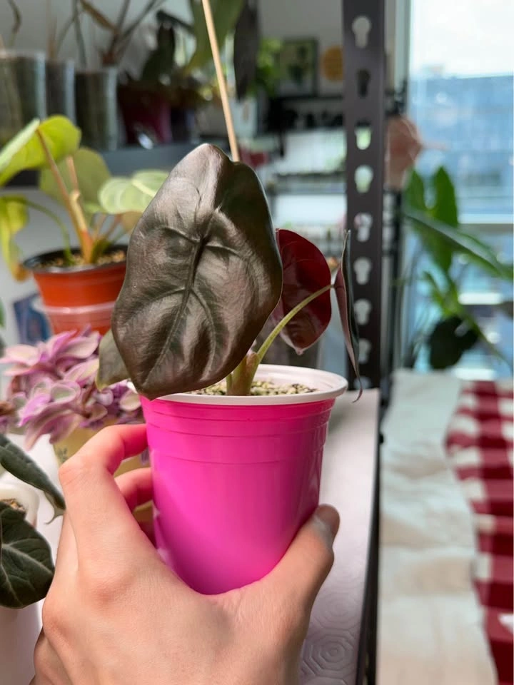 Alocasia cuprea - photo 3