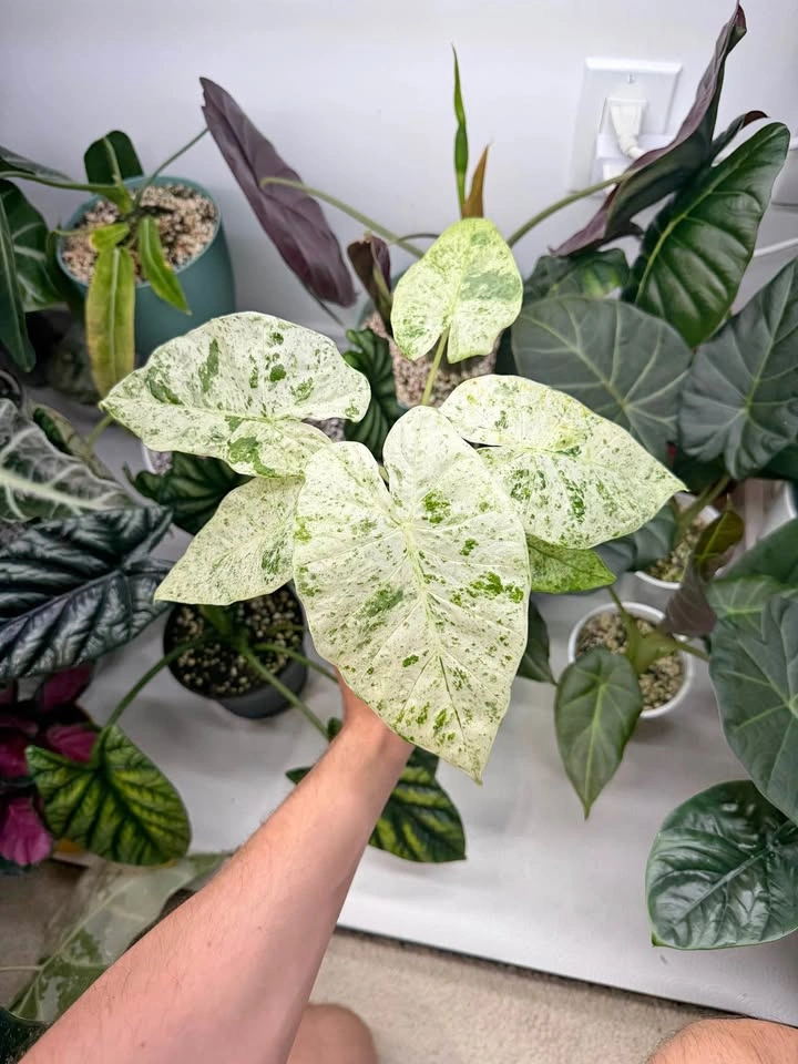 Alocasia camouflage