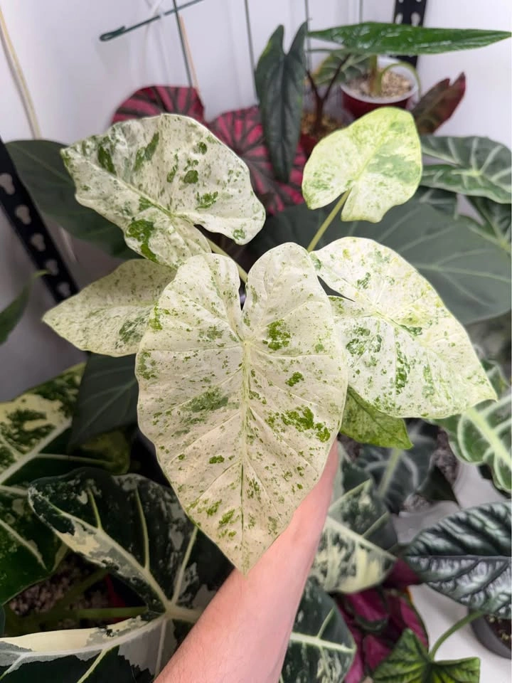 Alocasia camouflage - photo 2