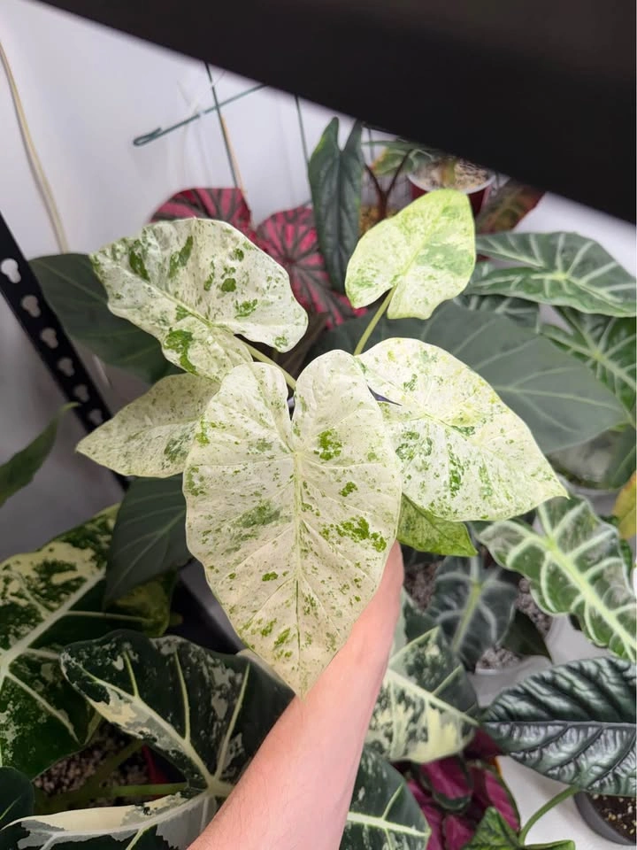 Alocasia camouflage - photo 3