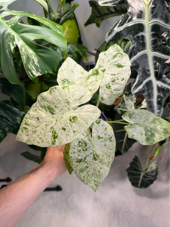 Alocasia camouflage - photo 4