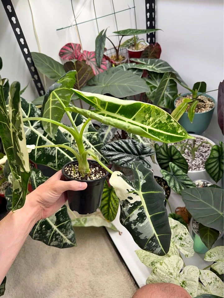 Huge mama alocasia Frydek variegated
