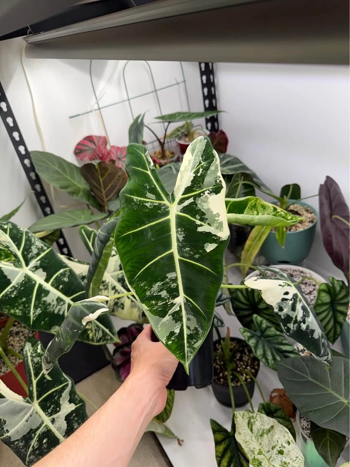 Huge mama alocasia Frydek variegated - photo 2