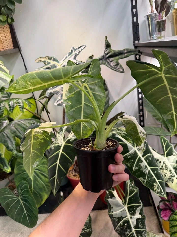 Huge mama alocasia Frydek variegated - photo 3