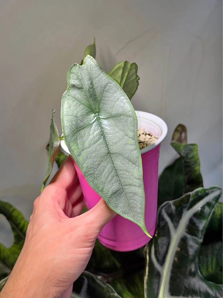 Alocasia dragon breath