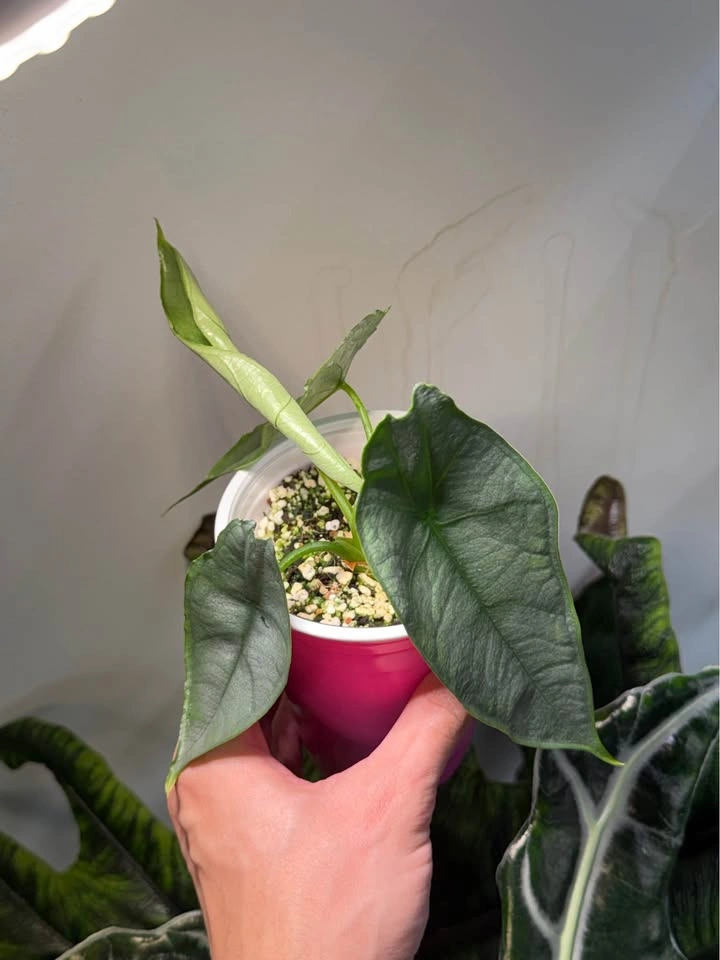 Alocasia dragon breath - photo 2