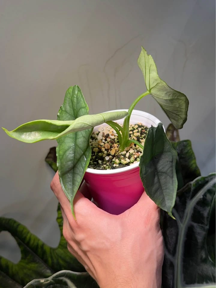 Alocasia dragon breath - photo 3