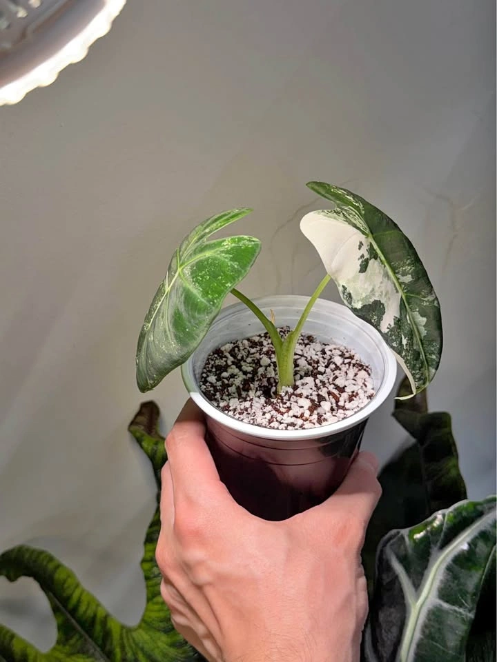 Alocasia Frydek variegated