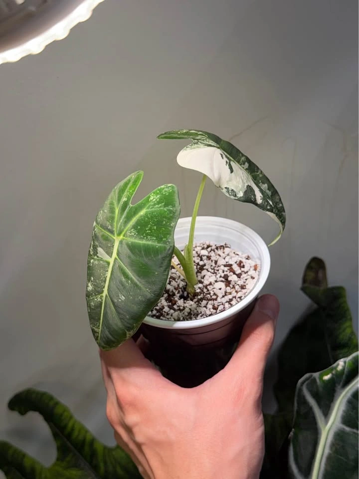 Alocasia Frydek variegated - photo 2