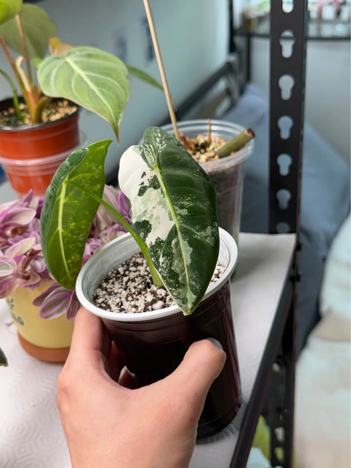 Alocasia Frydek variegated - photo 3