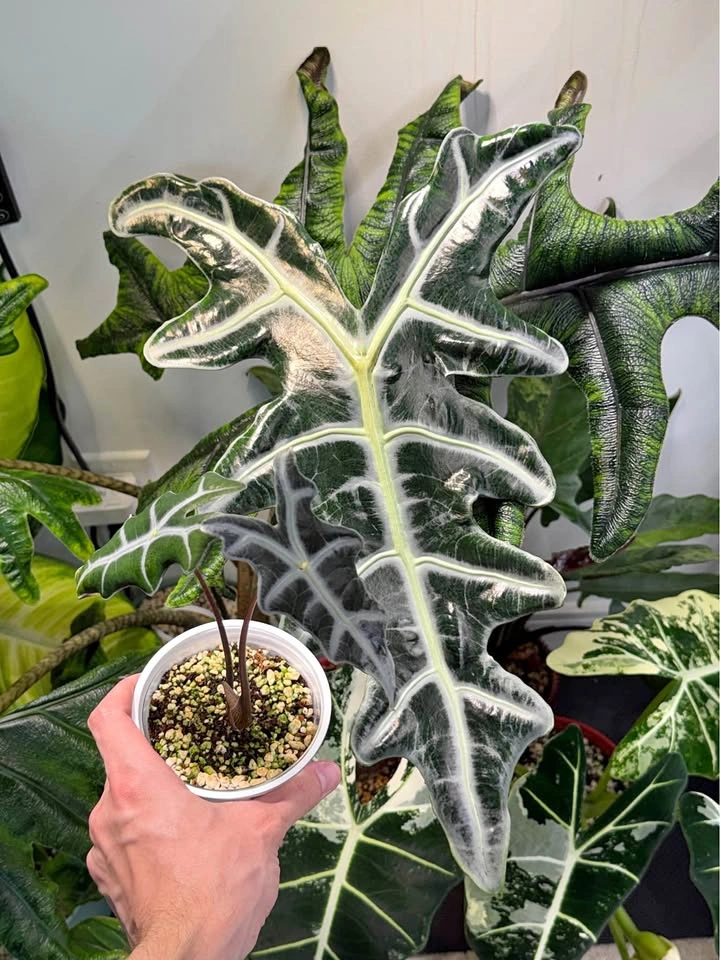 Alocasia nobilis