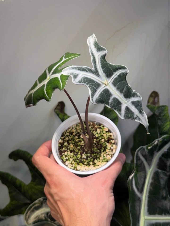 Alocasia nobilis - photo 2