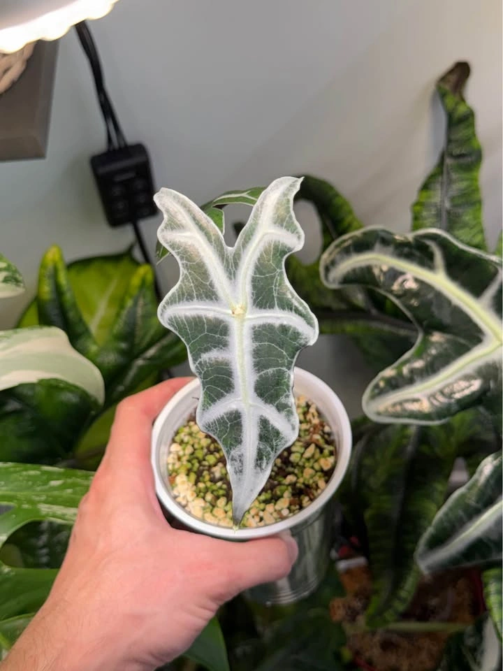 Alocasia nobilis - photo 3