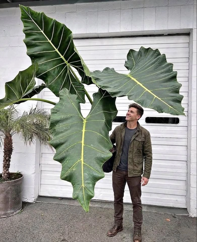 Alocasia Sarian starter plant
