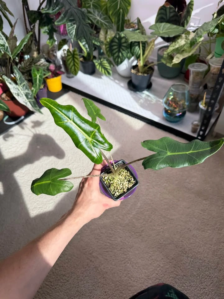 Alocasia Sarian starter plant - photo 2
