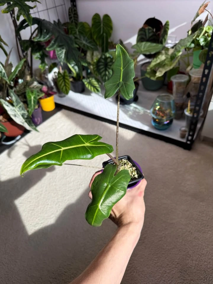 Alocasia Sarian starter plant - photo 3