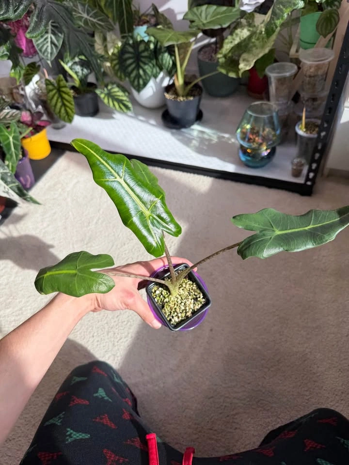 Alocasia Sarian starter plant - photo 4