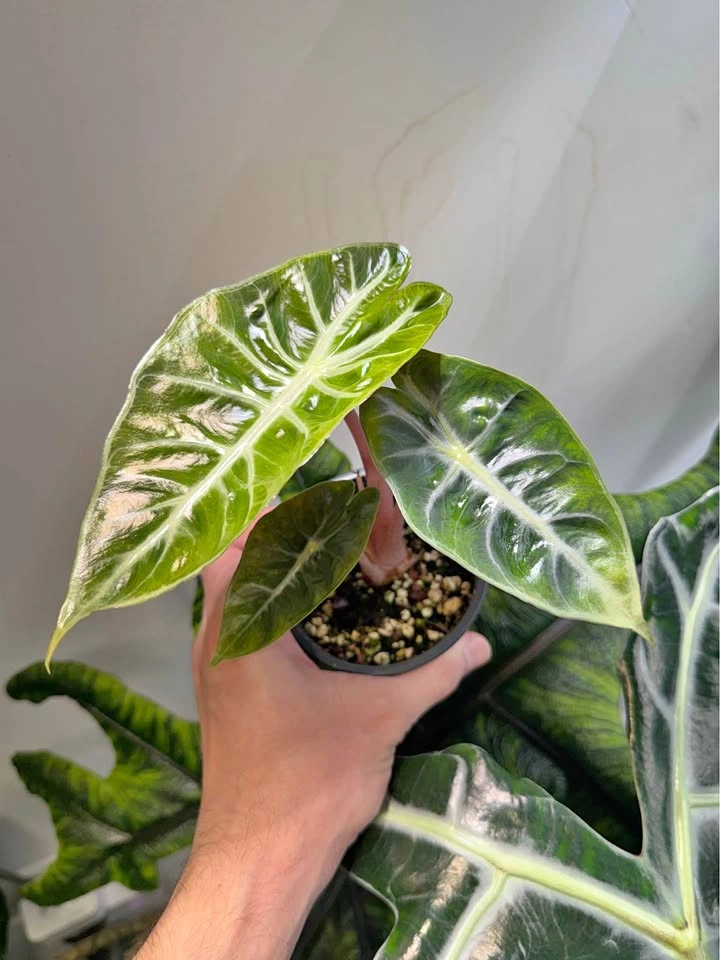 Alocasia pink dragon