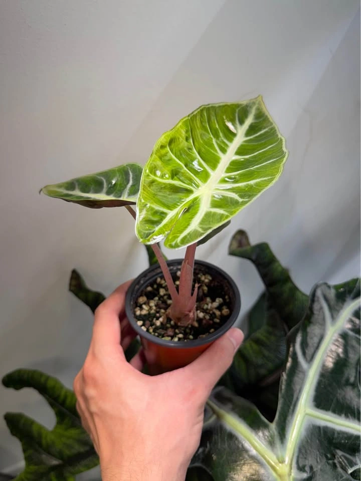 Alocasia pink dragon - photo 2