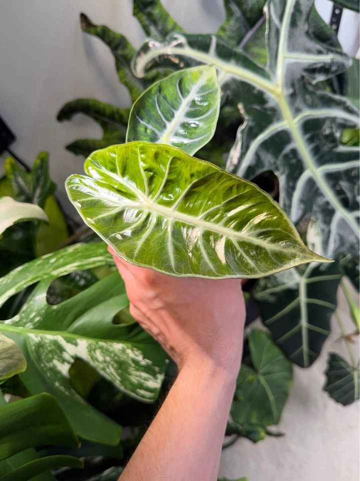 Alocasia pink dragon - photo 3