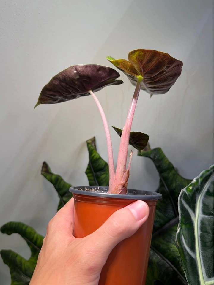 Alocasia pink dragon - photo 4