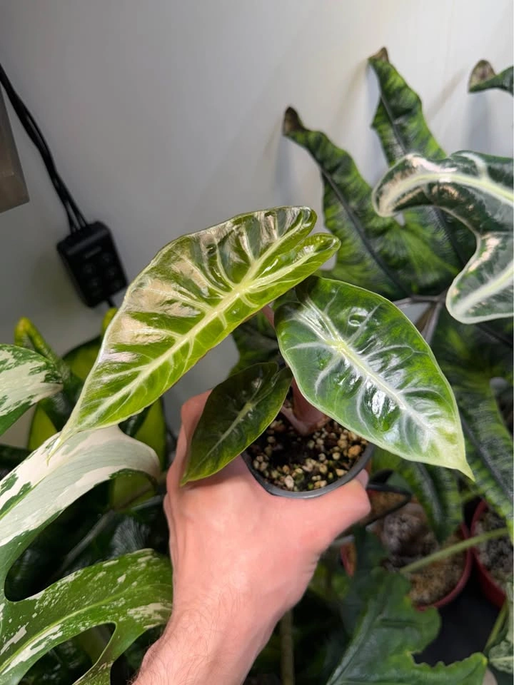 Alocasia pink dragon - photo 5