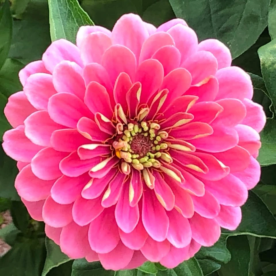 Zinnia Seeds - Mixed Colours - Easy to Grow - photo 3