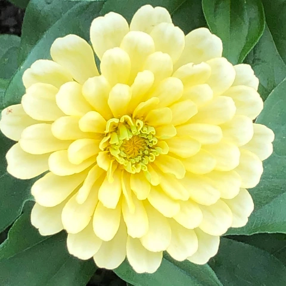 Zinnia Seeds - Mixed Colours - Easy to Grow - photo 4