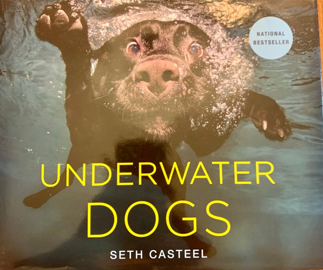 Book DOGS UNDERWATER new pets animals photography