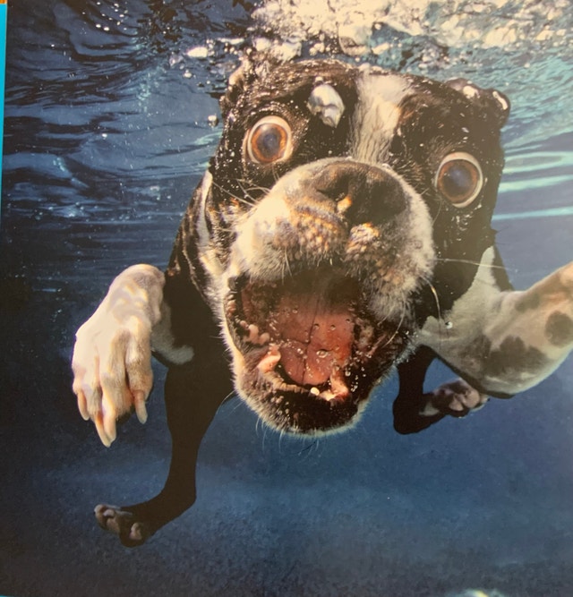 Book DOGS UNDERWATER new pets animals photography - photo 2