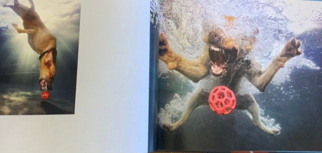 Book DOGS UNDERWATER new pets animals photography - photo 4