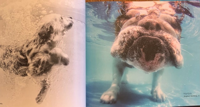 Book DOGS UNDERWATER new pets animals photography - photo 5