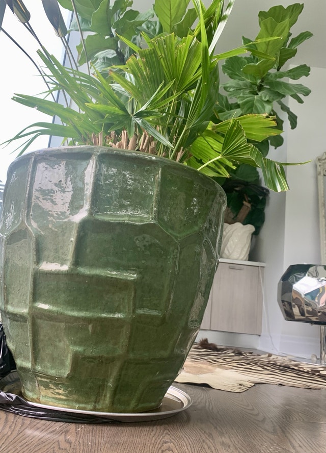 XL Planter Pot with Fan Palm Tree
