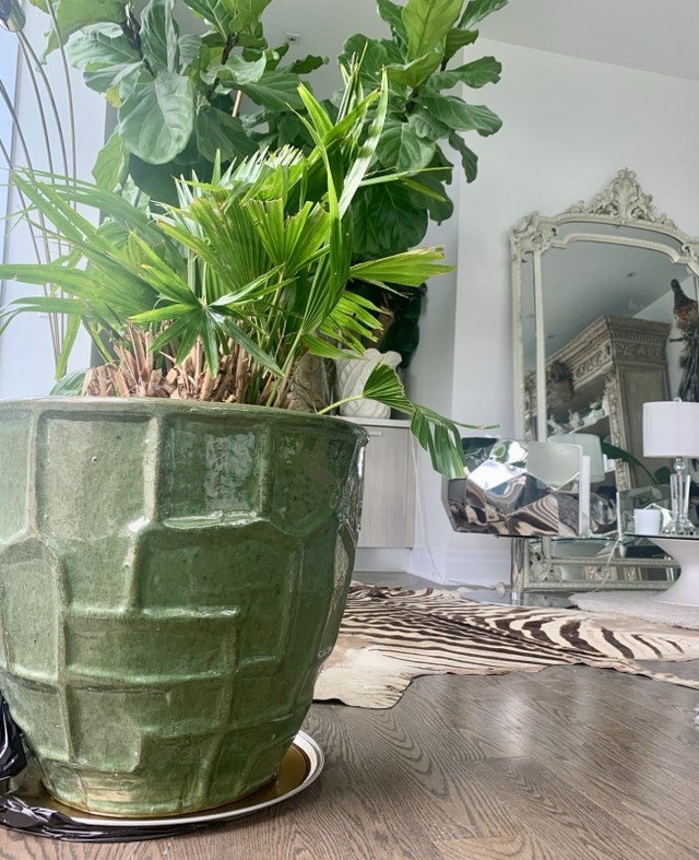 XL Planter Pot with Fan Palm Tree - photo 2