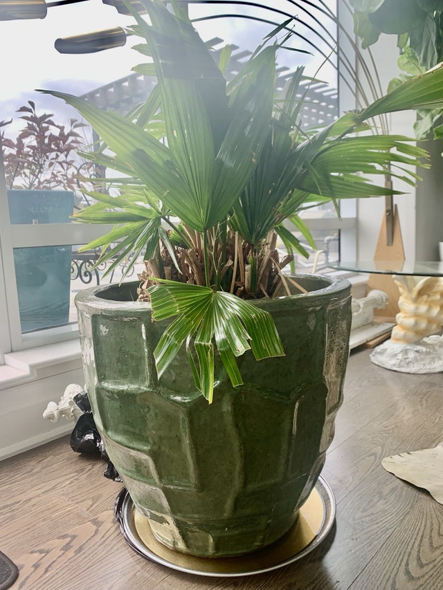 XL Planter Pot with Fan Palm Tree - photo 3