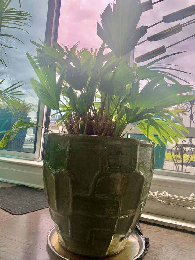 XL Planter Pot with Fan Palm Tree - photo 4