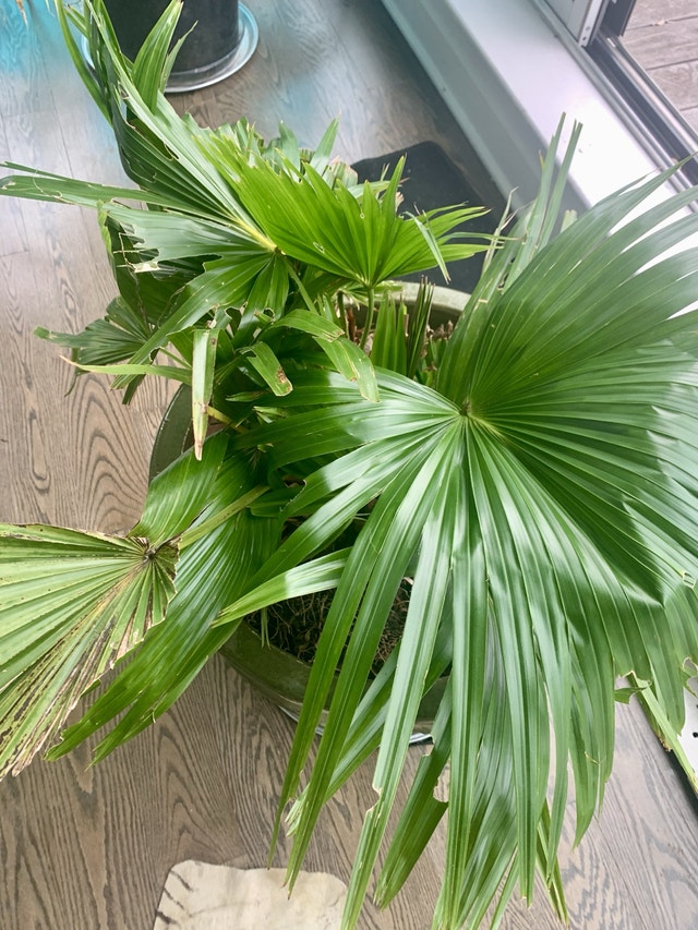 XL Planter Pot with Fan Palm Tree - photo 5