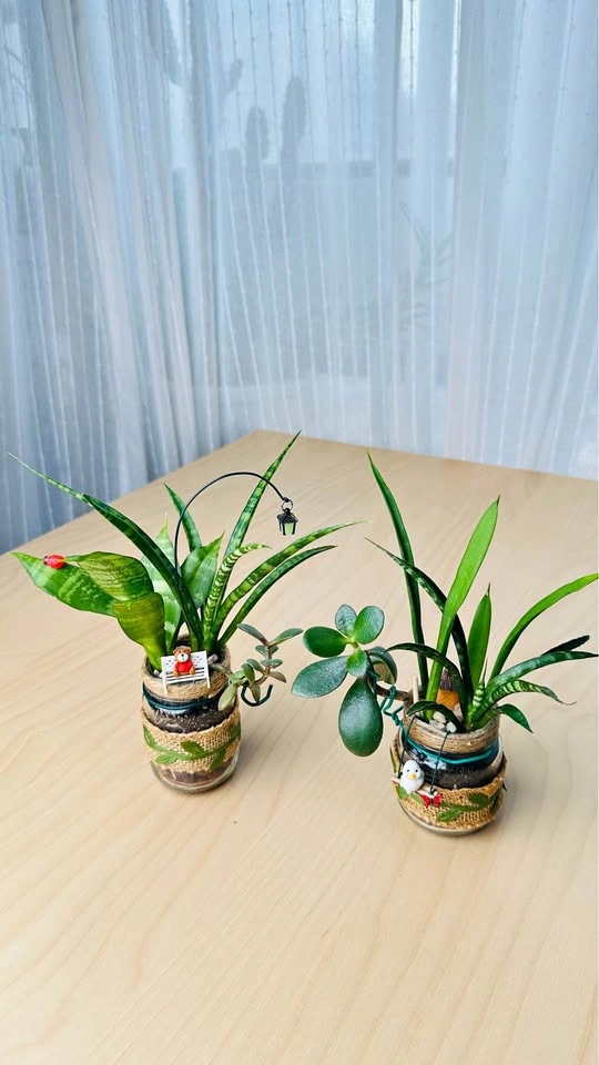 Spring On Sale / cute plant arrangement at half price