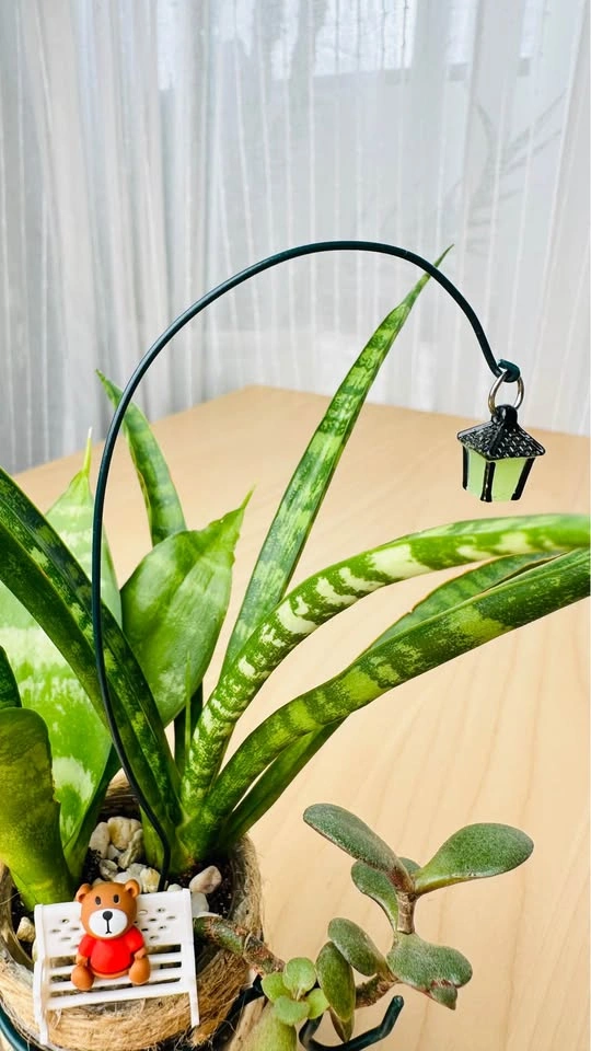 Spring On Sale / cute plant arrangement at half price - photo 5