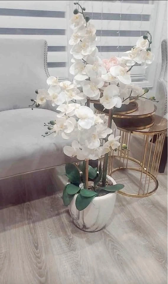 LARGE WHITE ORCHID PLANT WITH PLANTER