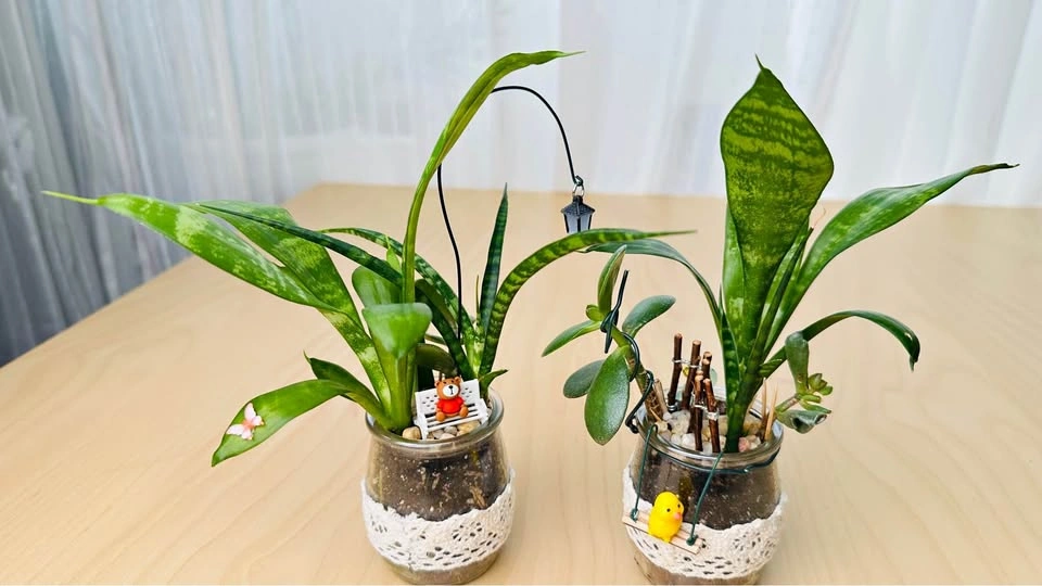Spring On Sale/ cute plant arrangement 50% off