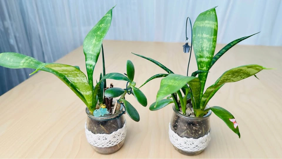 Spring On Sale/ cute plant arrangement 50% off - photo 4
