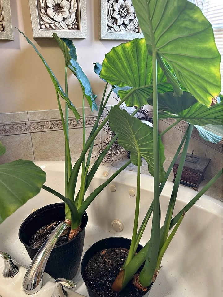Elephant Ear Plant