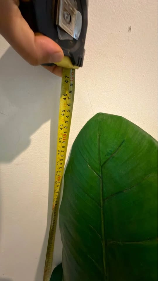 Fake plant (retail $165) - photo 3