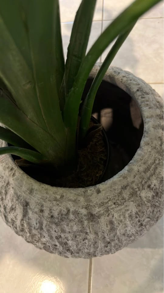 Fake plant (retail $165) - photo 4