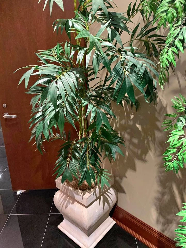 Silk Trees with Ceramic Pots